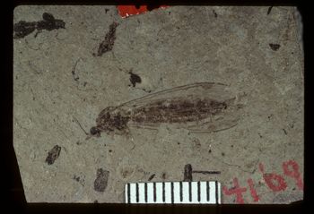 Media type: image;   Entomology PALE-1326 Aspect: full